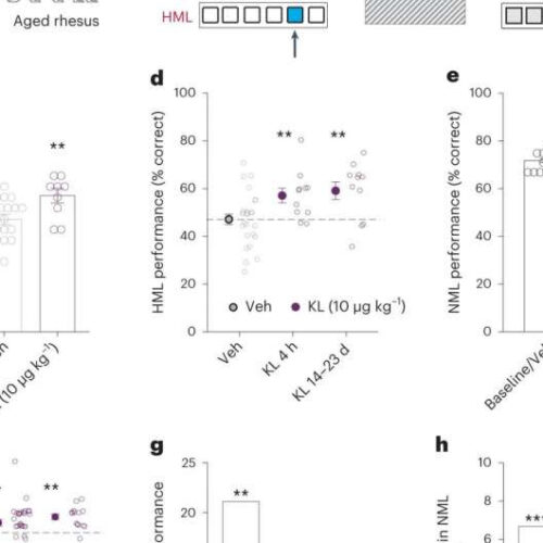 Injection of klotho protein into older monkeys found to improve cognitive decline