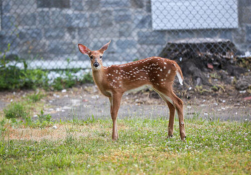 Deer spread COVID to humans multiple times, new research suggests