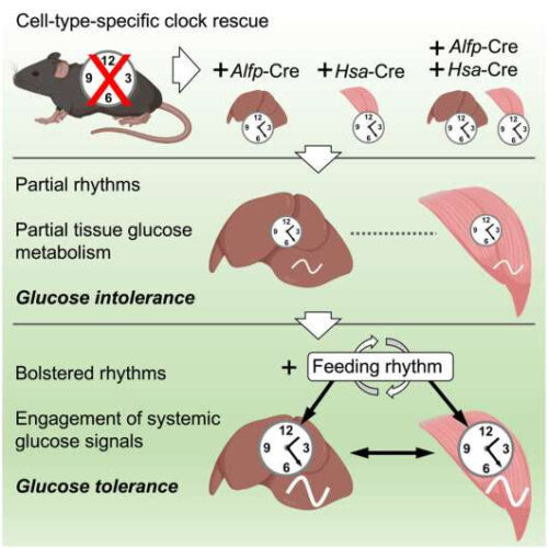 Cooperation between muscle and liver circadian clocks is key to controlling glucose metabolism, finds study