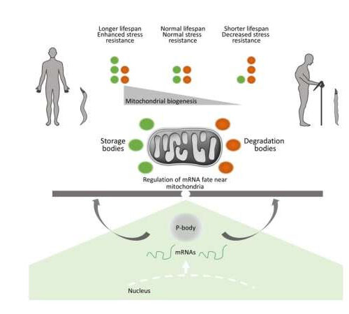 New study reveals a key role of mRNA metabolism determinants in aging and disease