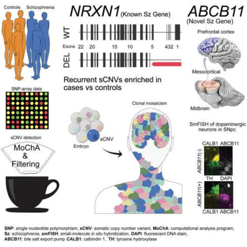 Schizophrenia is associated with somatic mutations occurring in utero, study shows