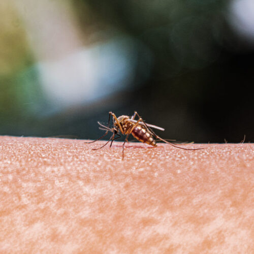 Here are the repellents you can use to avoid mosquito bites