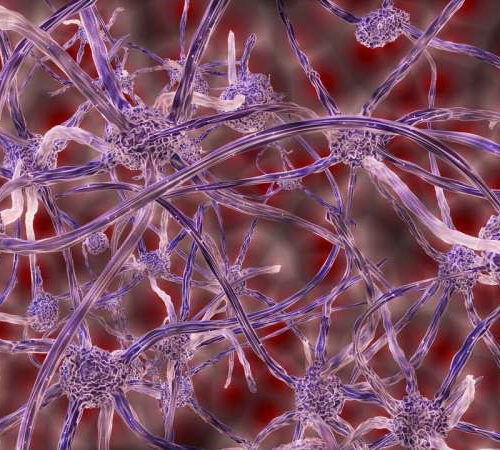 Researchers discover neurons that track and regulate blood sugar levels