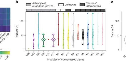 Autism-related genes in non-autistic individuals show a long-term socioeconomic influence