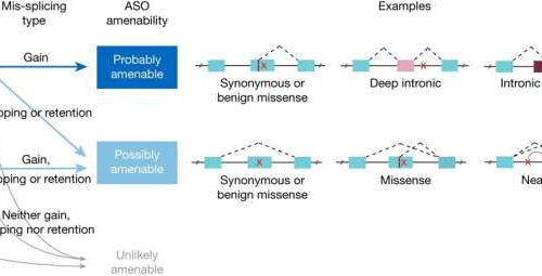 New method used to develop RNA therapy for the treatment of rare diseases