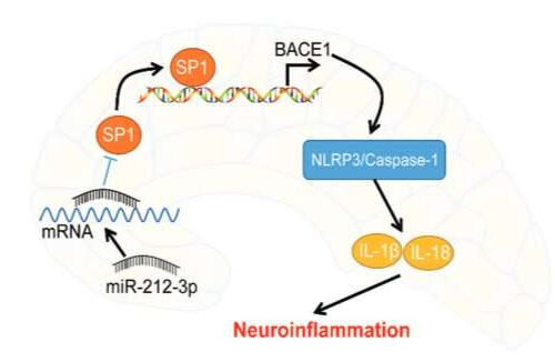 A small molecule could help suppress Alzheimer’s-related inflammation and protect brain cells