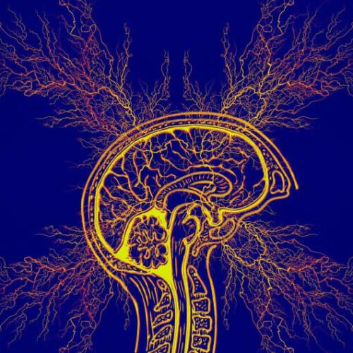 Investigators uncover new brain circuit for epilepsy
