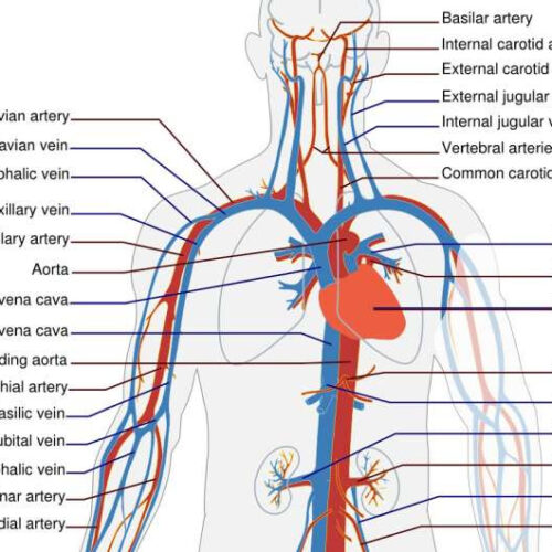 PAD: The other arterial disease