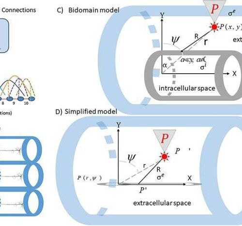 Brain networks encoding memory come together via electric fields, study finds