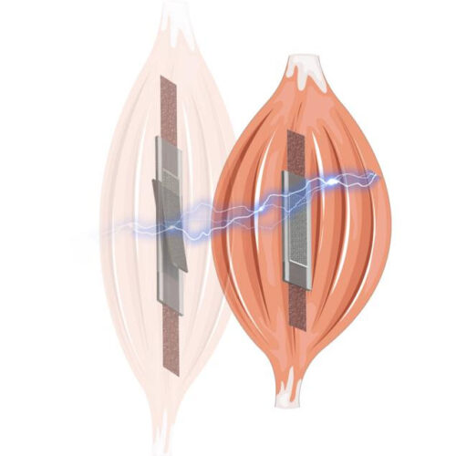 Revolutionary self-sensing electric artificial muscles