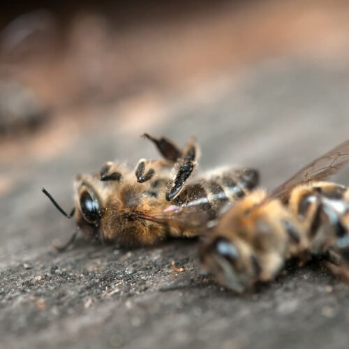 Natural sugar induces “honeybee syndrome” in cancer to boost chemotherapy