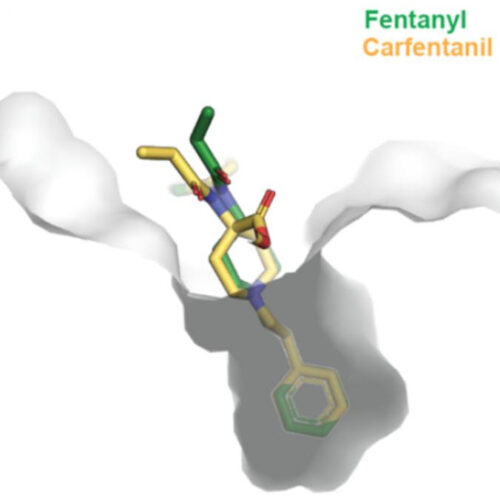 Human antibody that targets carfentanil, fentanyl and related opioids reverses overdose effects in preclinical study