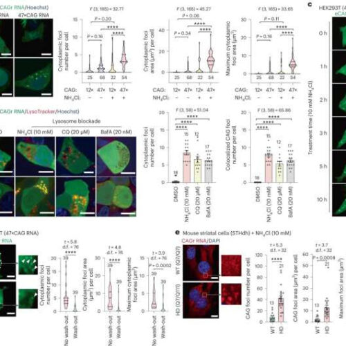 Study uncovers potential new source of genetic mutations that cause neurodegenerative disease