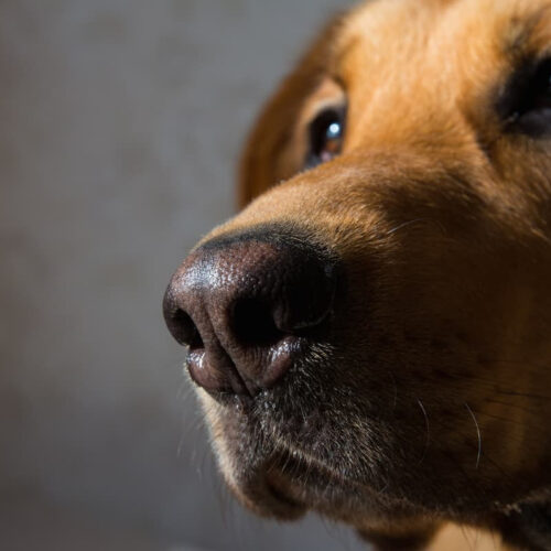 The nose knows: 8 diseases that dogs are good at sniffing out