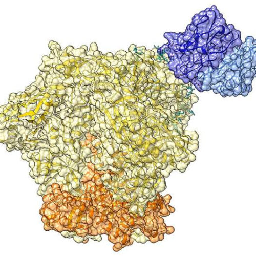 Remission from HIV-1 infection: Discovery of broadly neutralizing antibodies that contribute to virus control