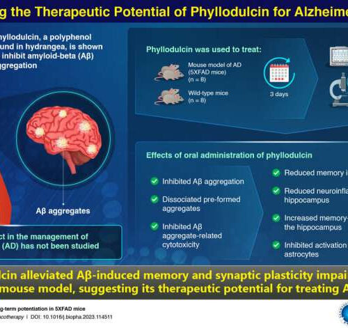Phyllodulcin could be a potential candidate for treating Alzheimer’s disease