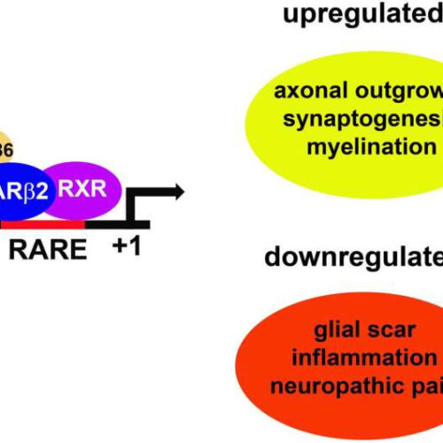 New orally available drug for spinal cord injury found to be safe and tolerable in healthy participants