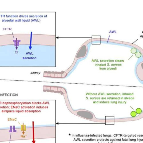 Study among first to show drugs targeting the lung, rather than bacteria, may prevent staph infection in flu patients