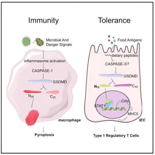 Researchers reveal Gasdermin D’s hidden power in maintaining food tolerance