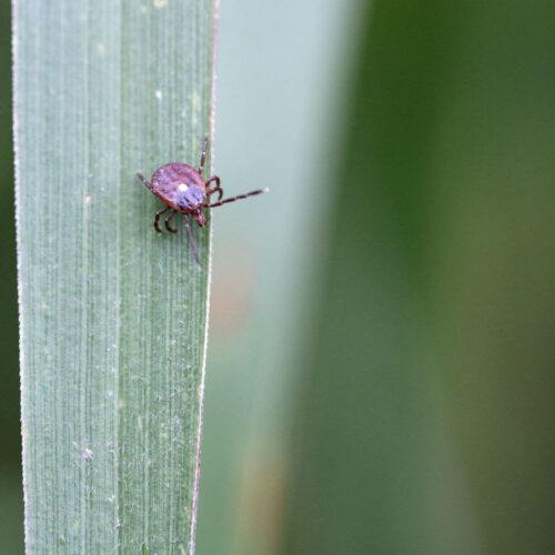 Mysterious meat allergy passed by ticks may affect hundreds of thousands in US, CDC estimates