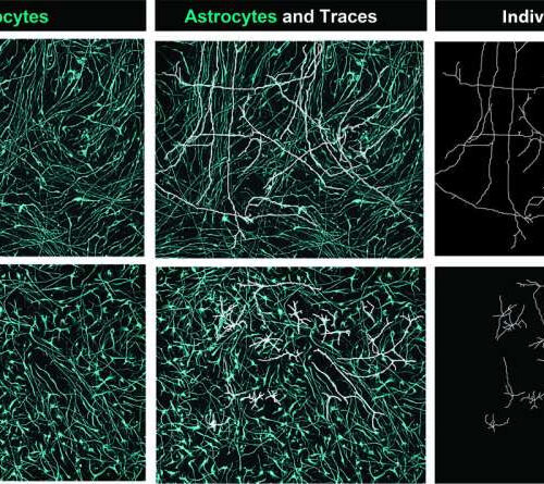 Study identifies ligand-receptor pairs driving the development of astrocytes