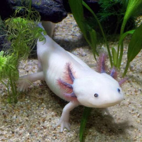 How an ultra-sensitive on-off switch helps axolotls regrow limbs