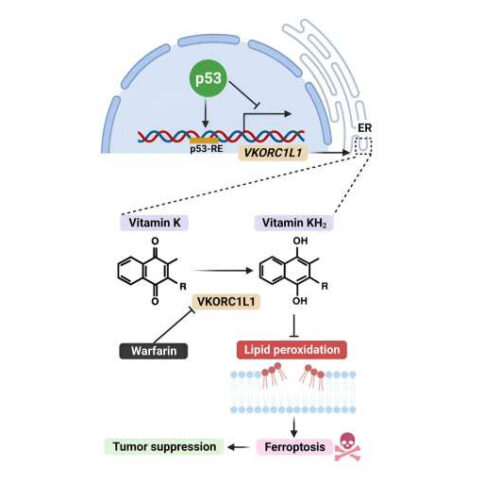 Common blood thinner may double as cancer therapy