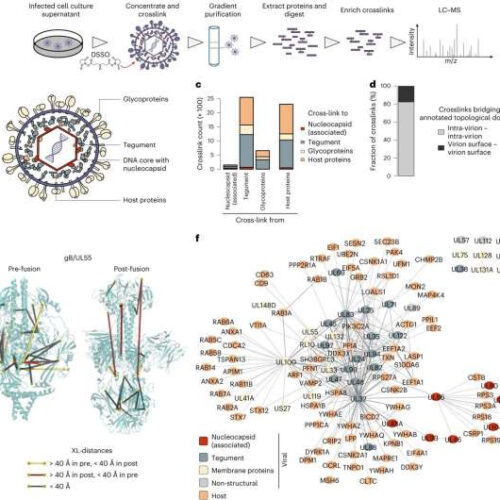 How the herpes virus HCMV deceives its host cells