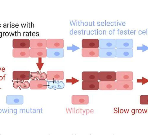 A novel theory of aging, independent of damage accumulation