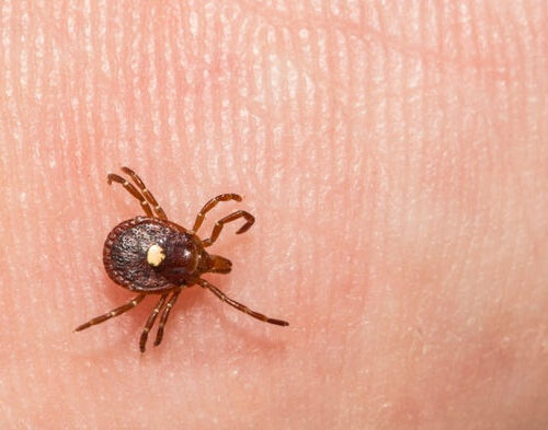 Red Meat Allergy Caused by Tick Bite Is Spreading—And Nearly Half of Doctors Don’t Know about It