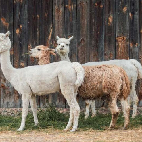 Nanobodies from alpacas could steer immune attacks on influenza