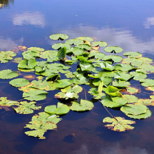 This plant may be a surprise hero in our fight against fungal pathogens