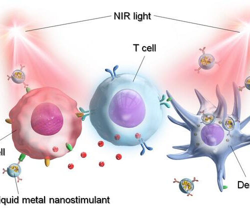 Novel liquid metal nanoparticles for cancer photoimmunotherapy