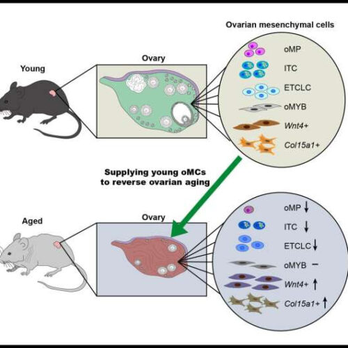 Ovarian mesenchymal cells, a group of non-germ cells, regulate the aging of female reproduction