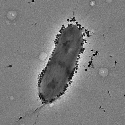 Anti-bacterial virus (Phage PASA16) treated antibiotic resistant infections: 86.6% success rate