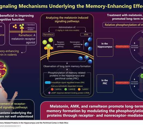 Melatonin and its derivatives found to enhance long-term object recognition memory
