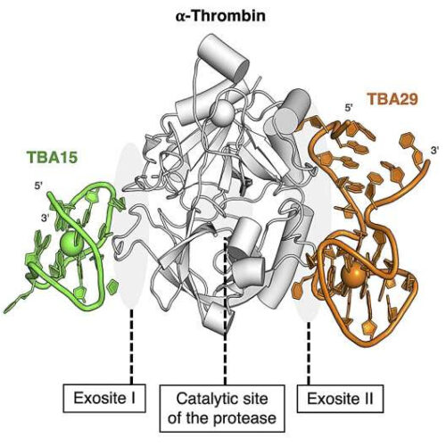 A new DNA drug to fight blood clots: A potentially new and less risky treatment for thrombosis