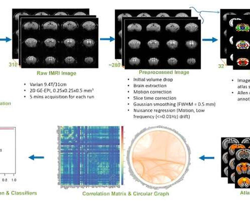 PS gene-editing shown to restore neural connections lost in brain disorder