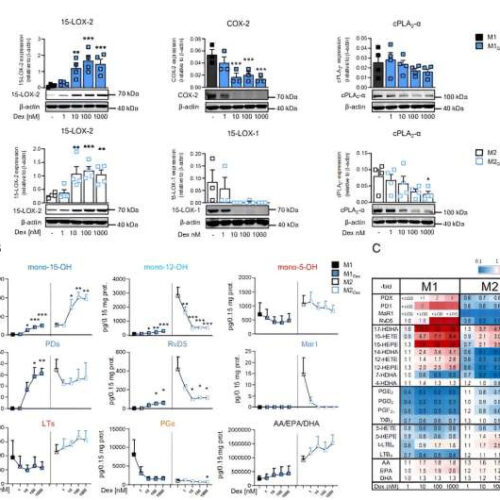 Study shows timing is key in cortisone treatment of inflammation