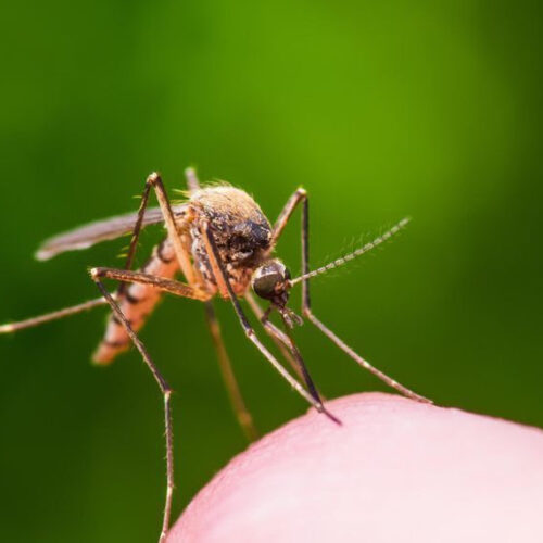 Additional West Nile virus cases confirmed in 4 Washington counties
