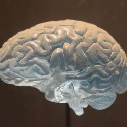 Scientists record powerful signal in the brain’s white matter