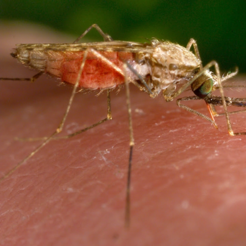 ‘Extremely rare’ case of mosquito-borne dengue found in California