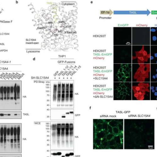 Newly discovered compound blocks signaling pathway of immune response