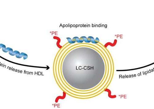 An updated test measures how well ‘good cholesterol’ works