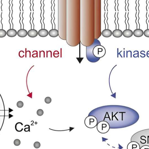 Key signaling protein identified as possible target for new therapies in hard-to-treat cancers