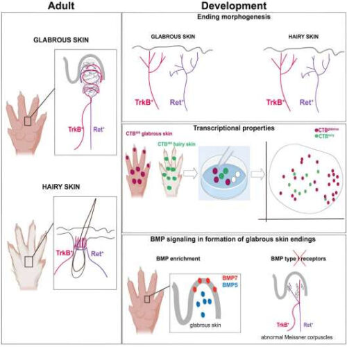 Sensory neurons develop customized nerve endings based on cues from the skin, study suggests