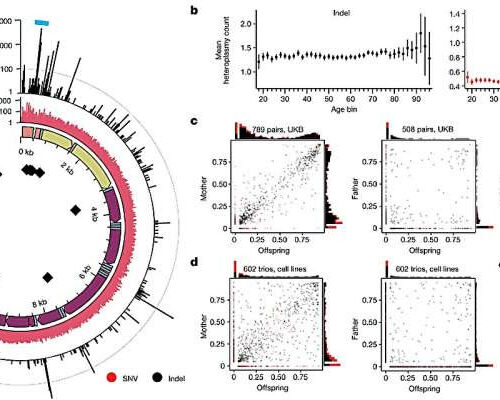 Mitochondrial DNA study offers several new findings, reveals confounding factor in previous research