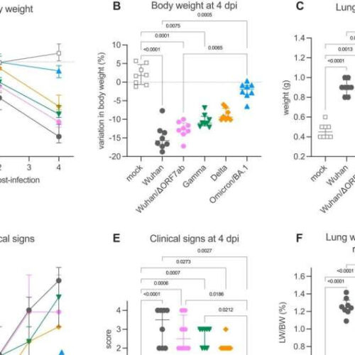 SARS-CoV-2 virus found to migrate within neurons and infect the brain