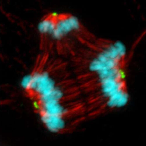 Common chemotherapy drugs don’t work like doctors thought, with big implications for drug discovery