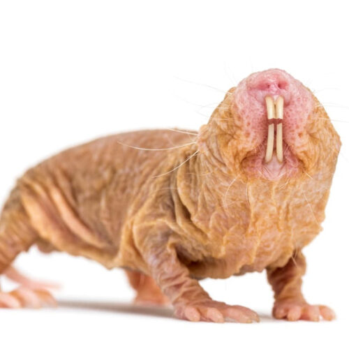 Naked mole-rat’s ‘longevity’ gene extends lifespan and health of mice
